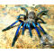 Chilobrachys natanicharum / Electric Blue Earthtiger  2,5-3cm body size (DC) [F]